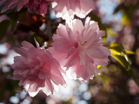 back light blossoms