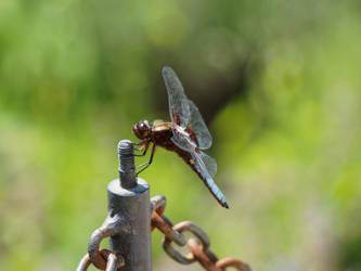 dragonfly 2 makro by CeaSanddorn