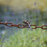 view of a dragonfly