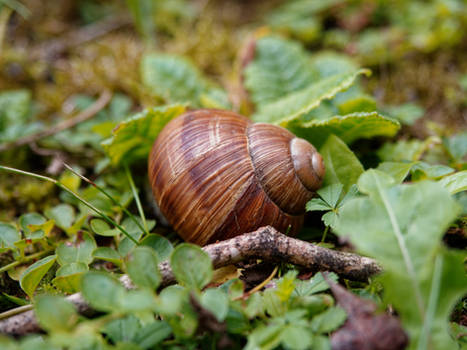 snail Schneckenhaus