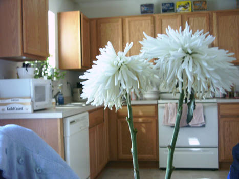 Flowers in the Kitchen