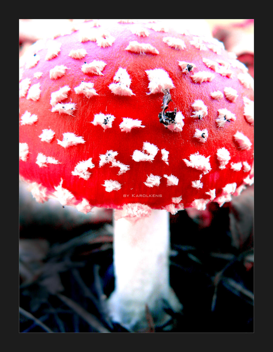 Toadstool