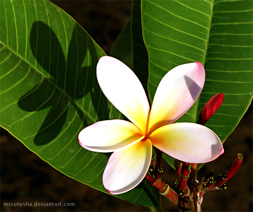 Plumeria