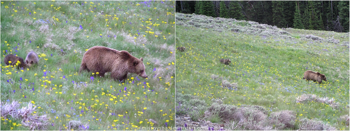 Mother and Cubs