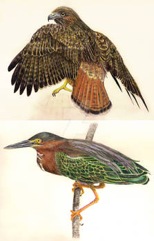 Hawk and Heron Studies