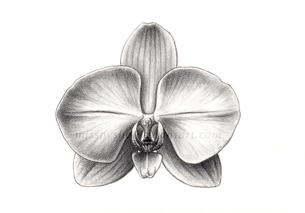 Sci Illust. 3: Phalaenopsis sp