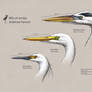 Ardeidae heron heads