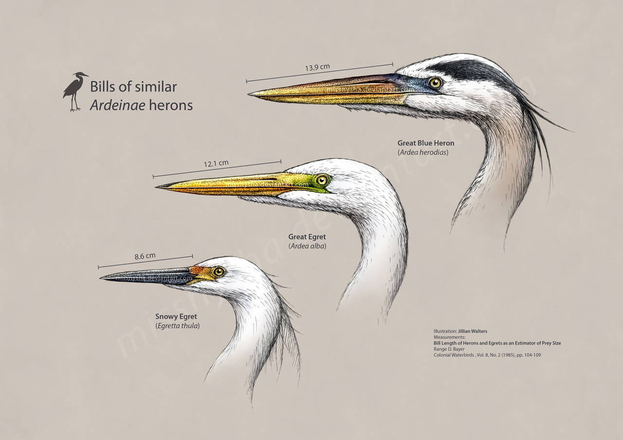 Ardeidae heron heads by MissNysha