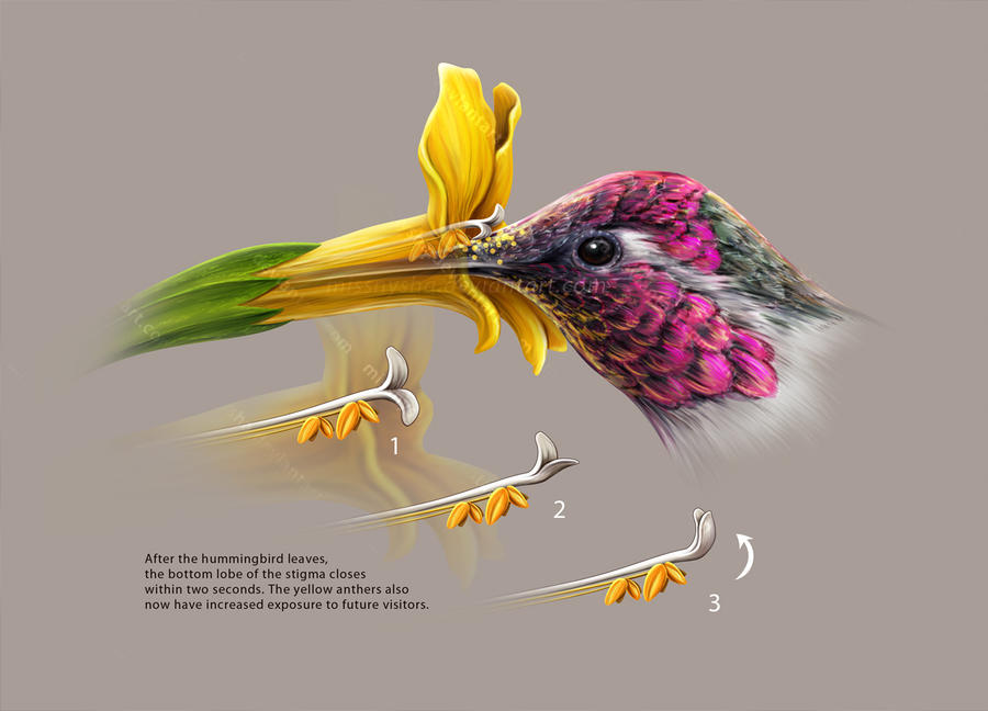 Peculiar pollination by MissNysha