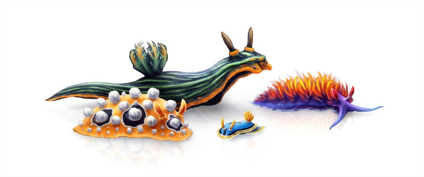 Colorful Toxic Nudibranchs! by MissNysha
