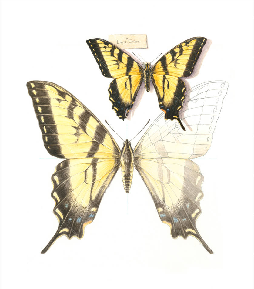 Illustrating a Specimen by MissNysha