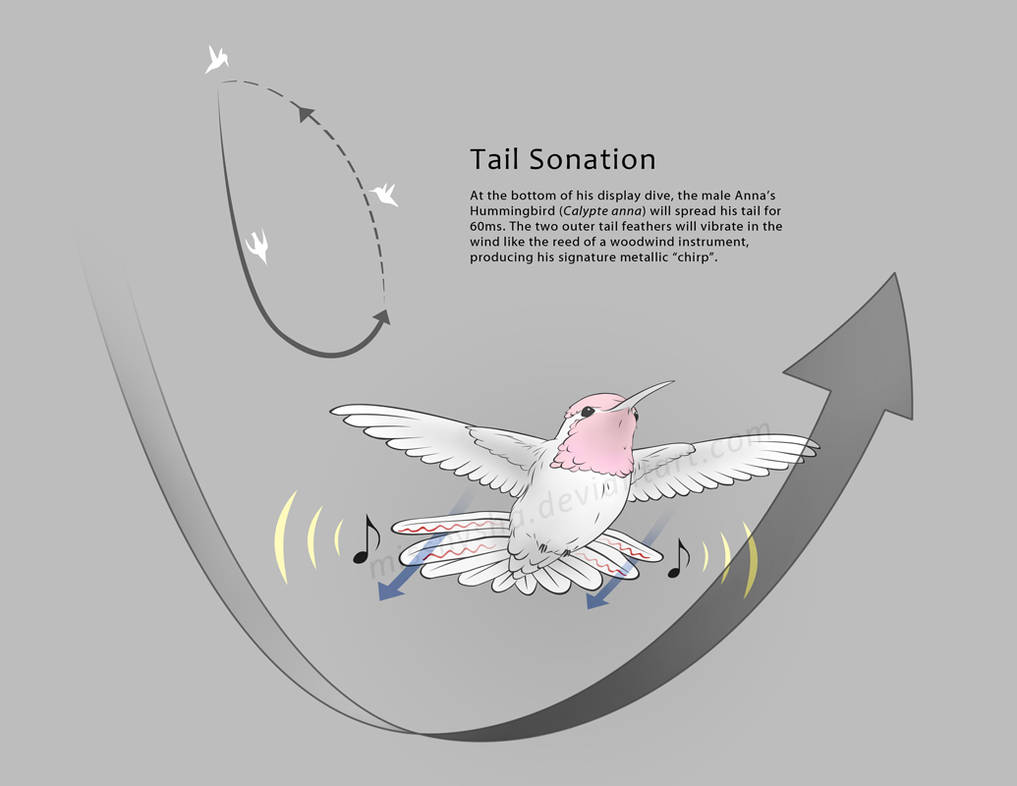 Anna's Hummingbird Tail Sonation by MissNysha