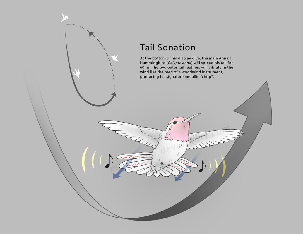 Anna's Hummingbird Tail Sonation