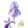 Iris Varieties of Monterey