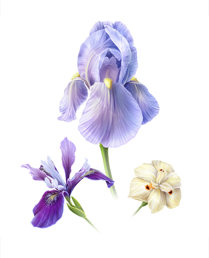 Iris Varieties of Monterey