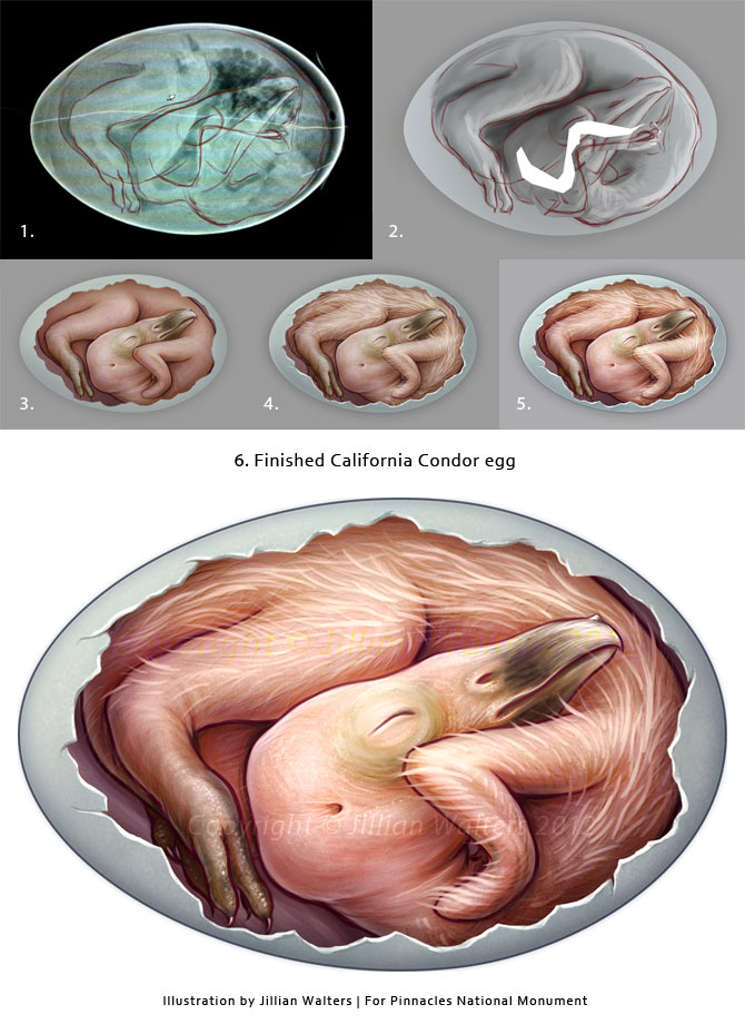 California Condor Egg by MissNysha