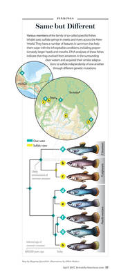 SciAm Commission: fish