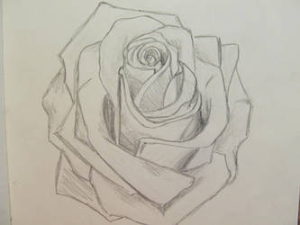 rose