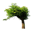 Tree png stock