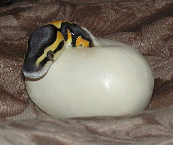 Ball Python eggs 'Pastel'