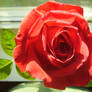 Window Rose