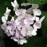 Rainy Day Hydrangea #13 + 35