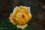 Bees Yellow Rose by JosephThomas