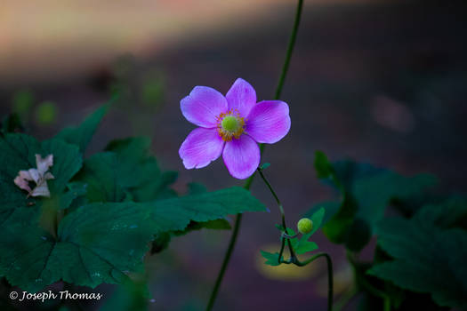 Anonymous Anemone