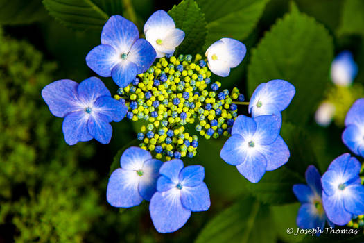 Ya Mama Hydrangea