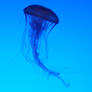 Jellyfish - Edit