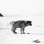 Thule: 1968 - Huskie