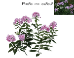 PHLOX by Csyyt PHLOX by Csyyt