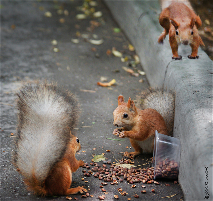 Dinner on three