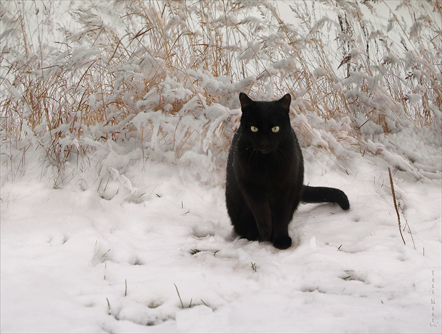 Winter cat