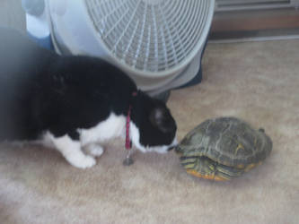 Chloie And Turtle