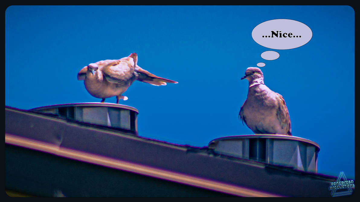 Bird Comic by PonderosaProductions on DeviantArt