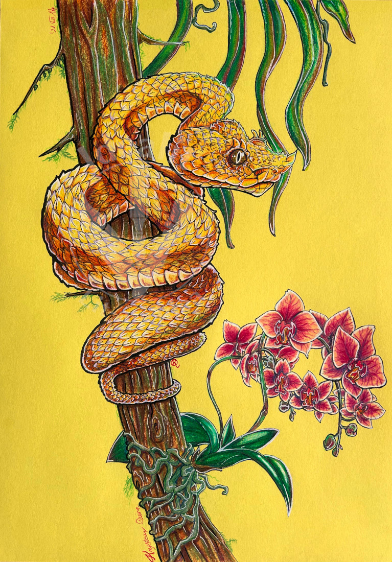 Eyelash Viper Snake