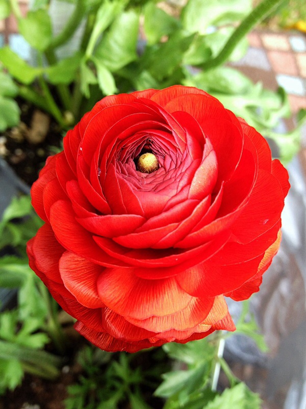 Ranunculus