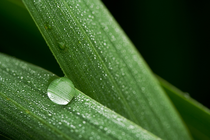 Dew drop I