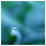 Dew drop II