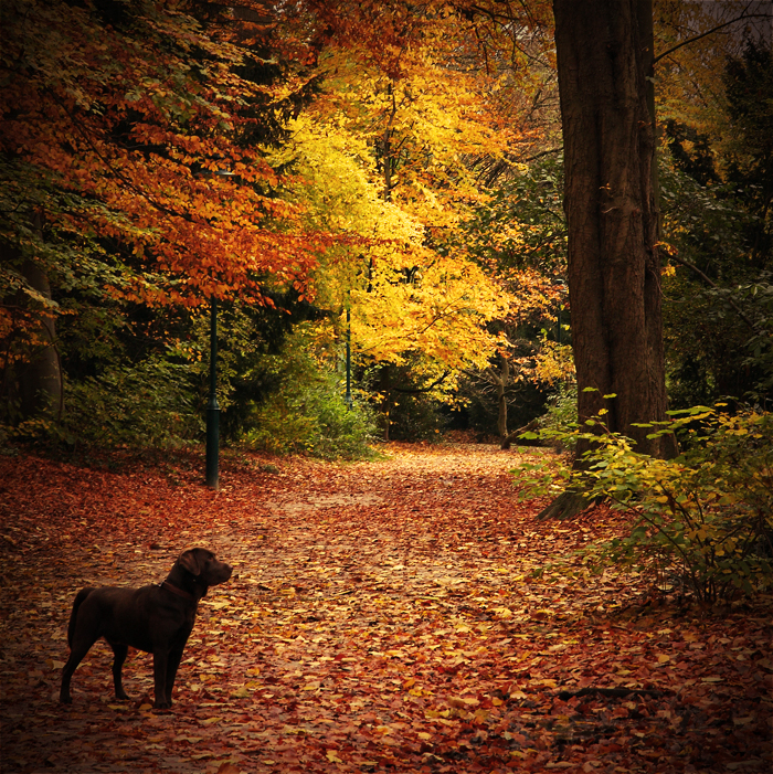 Autumnal dog