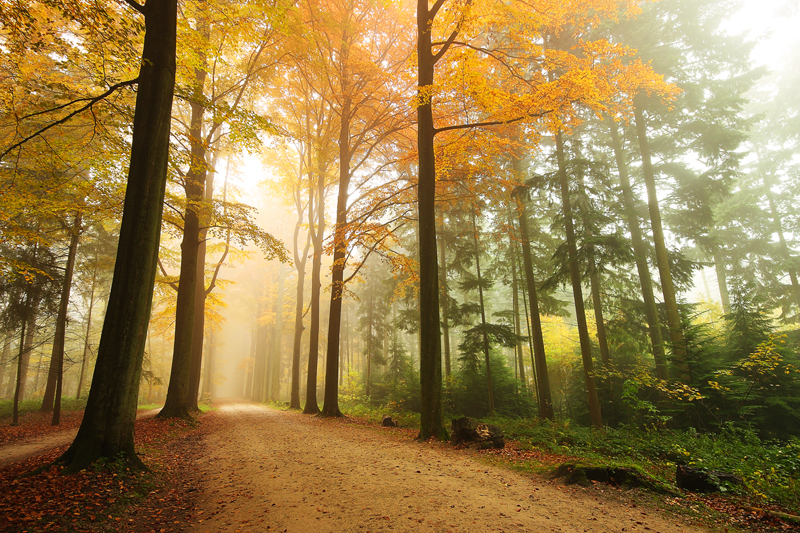 Forest of giants