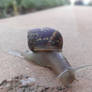 Snail: ''Ok then...''