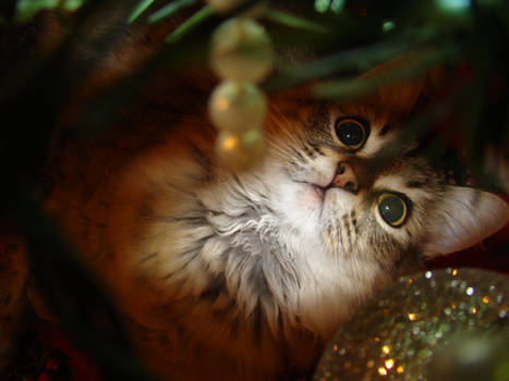 Christmas Kitty