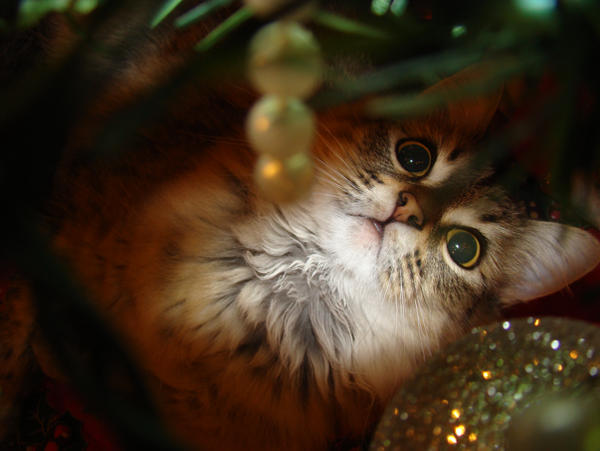 choinka Christmas Kitty