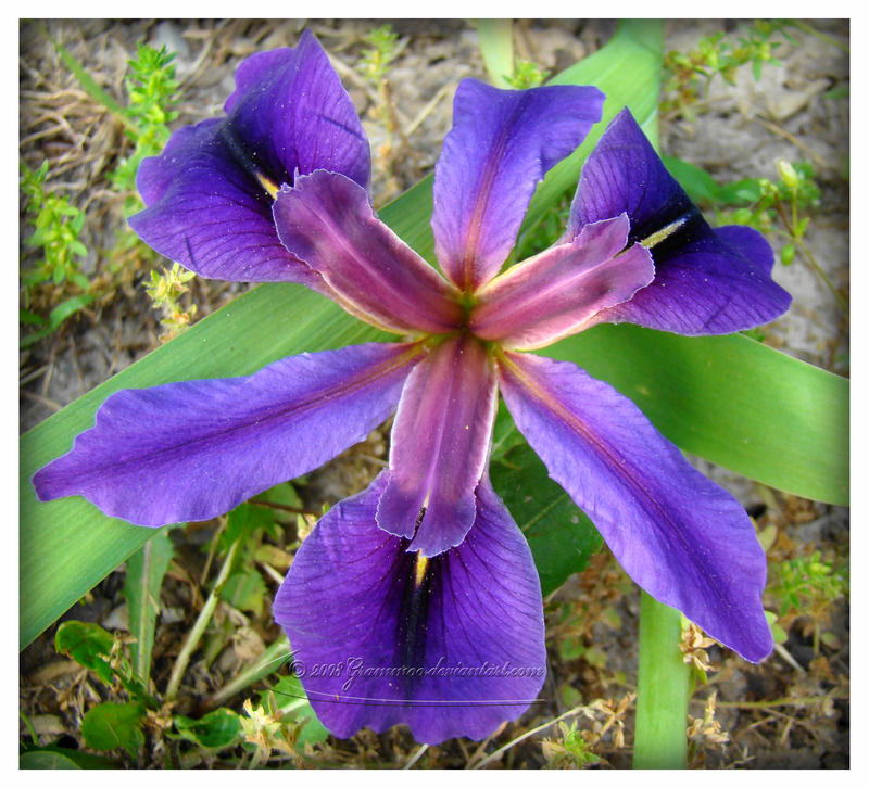 Japanese Iris