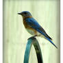 Blue Bird 2