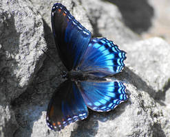 Red-spotted Purple Butterfly