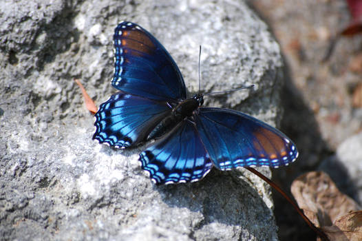 Red-spotted Purple Butterfly 2