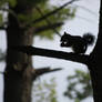 Silhouette of a Squirrel